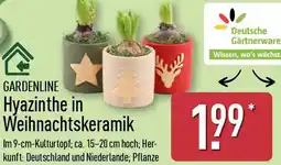 Aldi Nord GARDENLINE Hyazinthe in Weihnachtskeramik Angebot