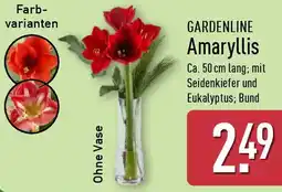 Aldi Nord GARDENLINE Amaryllis Angebot