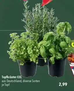 CITTI Markt Topfkräuter XXL Angebot