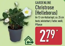 Aldi Nord GARDENLINE Christrose (Helleborus) Angebot