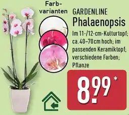 Aldi Nord GARDENLINE Phalaenopsis Angebot