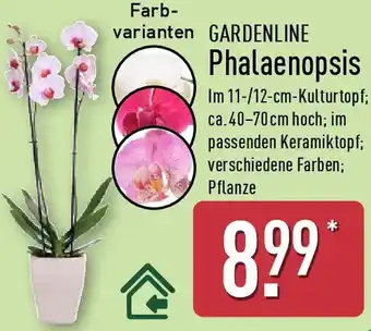 Aldi Nord GARDENLINE Phalaenopsis Angebot