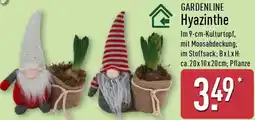 Aldi Nord GARDENLINE Hyazinthe Angebot