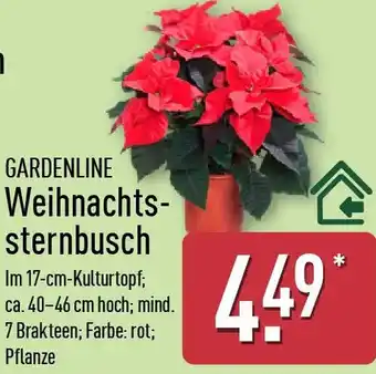 Aldi Nord GARDENLINE Weihnachtssternbusch Angebot
