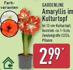 Aldi Nord GARDENLINE Amaryllis im Kulturtopf Angebot