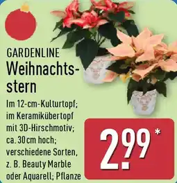 Aldi Nord GARDENLINE Weihnachtsstern Angebot