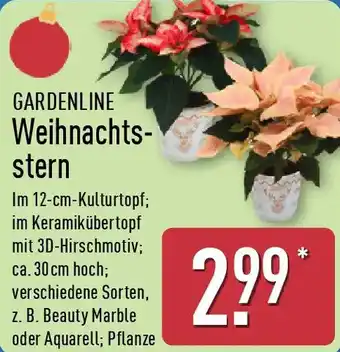 Aldi Nord GARDENLINE Weihnachtsstern Angebot