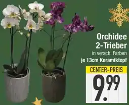 E-Center Orchidee 2-Trieber Angebot