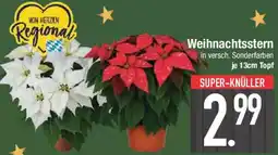 E-Center Weihnachtsstern Angebot
