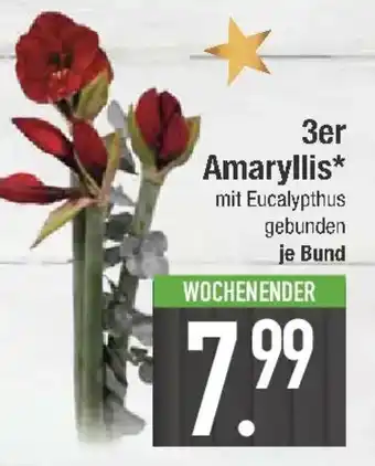 E-Center 3er Amaryllis Angebot