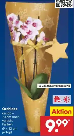 Netto Marken-Discount Orchidee Angebot
