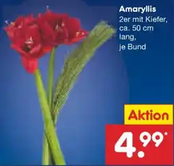 Netto Marken-Discount Amaryllis Angebot