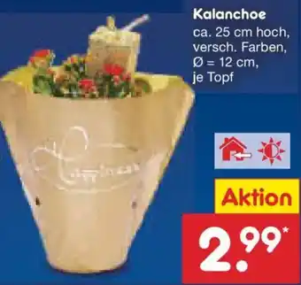 Netto Marken-Discount Kalanchoe Angebot