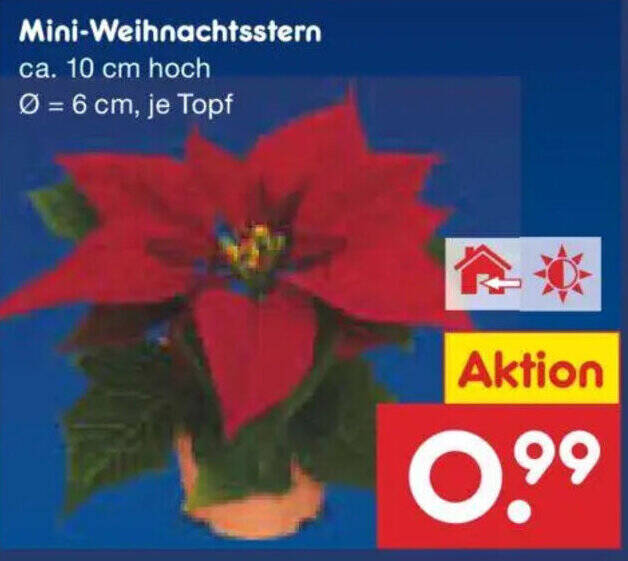 Mini Weihnachtsstern Angebot bei Netto Marken-Discount
