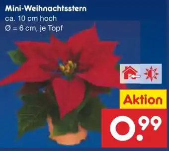 Netto Marken-Discount Mini Weihnachtsstern Angebot