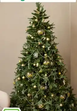 Hagebau Nordmanntanne Angebot