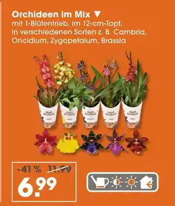 V Markt Orchideen im mix Angebot