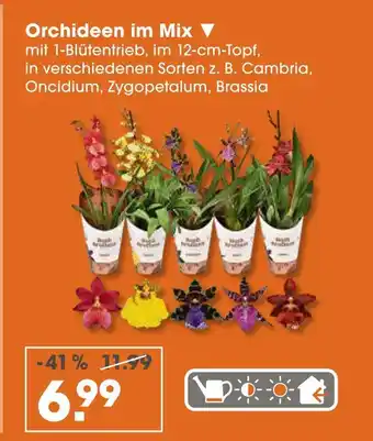 V Markt Orchideen im mix Angebot