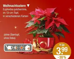 V Markt Weihnachtsstern Angebot