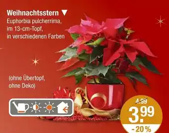 V Markt Weihnachtsstern Angebot