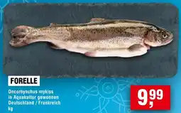 Handelshof Forelle Angebot