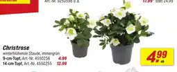 toom Baumarkt Christrose Angebot