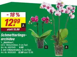 toom Baumarkt Schmetterlingsorchidee Angebot