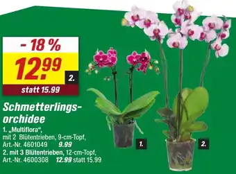 toom Baumarkt Schmetterlingsorchidee Angebot