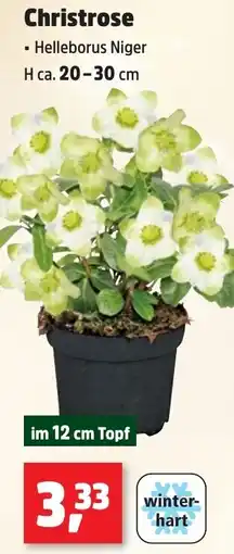 Thomas Philipps Christrose Angebot