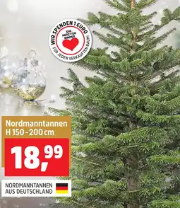 Thomas Philipps Nordmanntannen Angebot