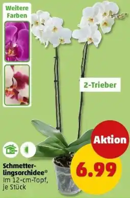 PENNY Schmetterlingsorchidee Angebot
