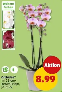 PENNY Orchidee Angebot