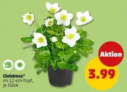 PENNY Christrose Angebot