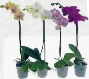 Feneberg Schmetterlingsorchidee ,,Phalaenopis" 1-triebig Angebot