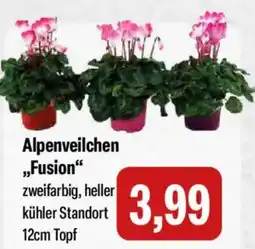 Feneberg Alpenveilchen ,,Fusion" Angebot