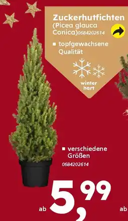 Globus Baumarkt Zuckerhutfichten (Picea glauca Conica) Angebot