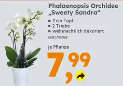 Globus Baumarkt Phalaenopsis Orchidee ,,Sweety Sandra❝ Angebot