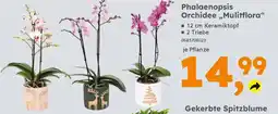 Globus Baumarkt Phalaenopsis Orchidee „Mulitflora" Angebot