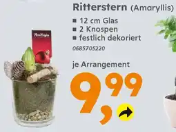 Globus Baumarkt Ritterstern (Amaryllis) Angebot
