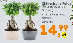 Globus Baumarkt Chinesische Feige (Ficus microcarpa Ginseng) Angebot