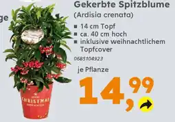 Globus Baumarkt Gekerbte Spitzblume (Ardisia crenata) Angebot