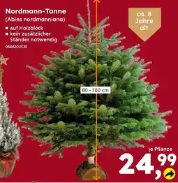 Globus Baumarkt Nordmann-Tanne (Abies nordmanniana) Angebot