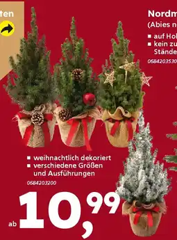 Globus Baumarkt Zuckerhutfichten (Picea glauca Conica) Angebot