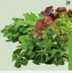 Edeka Xpress Bio-Rucola Angebot