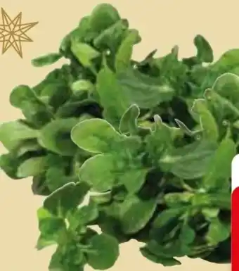 Edeka Feldsalat Angebot