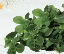 E-Center Feldsalat Angebot