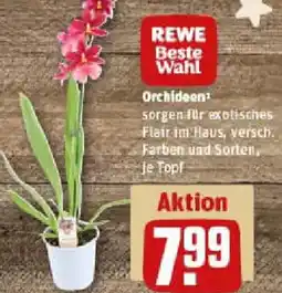 REWE Orchideen Angebot