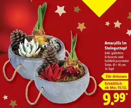 Lidl Amaryllis im Steinguttopf Angebot