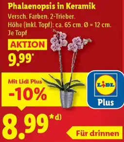 Lidl Phalaenopsis in Keramik Angebot