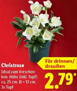 Lidl Christrose Angebot